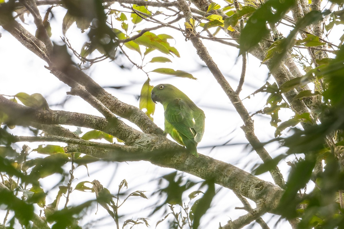 Red-cheeked Parrot - ML623067549