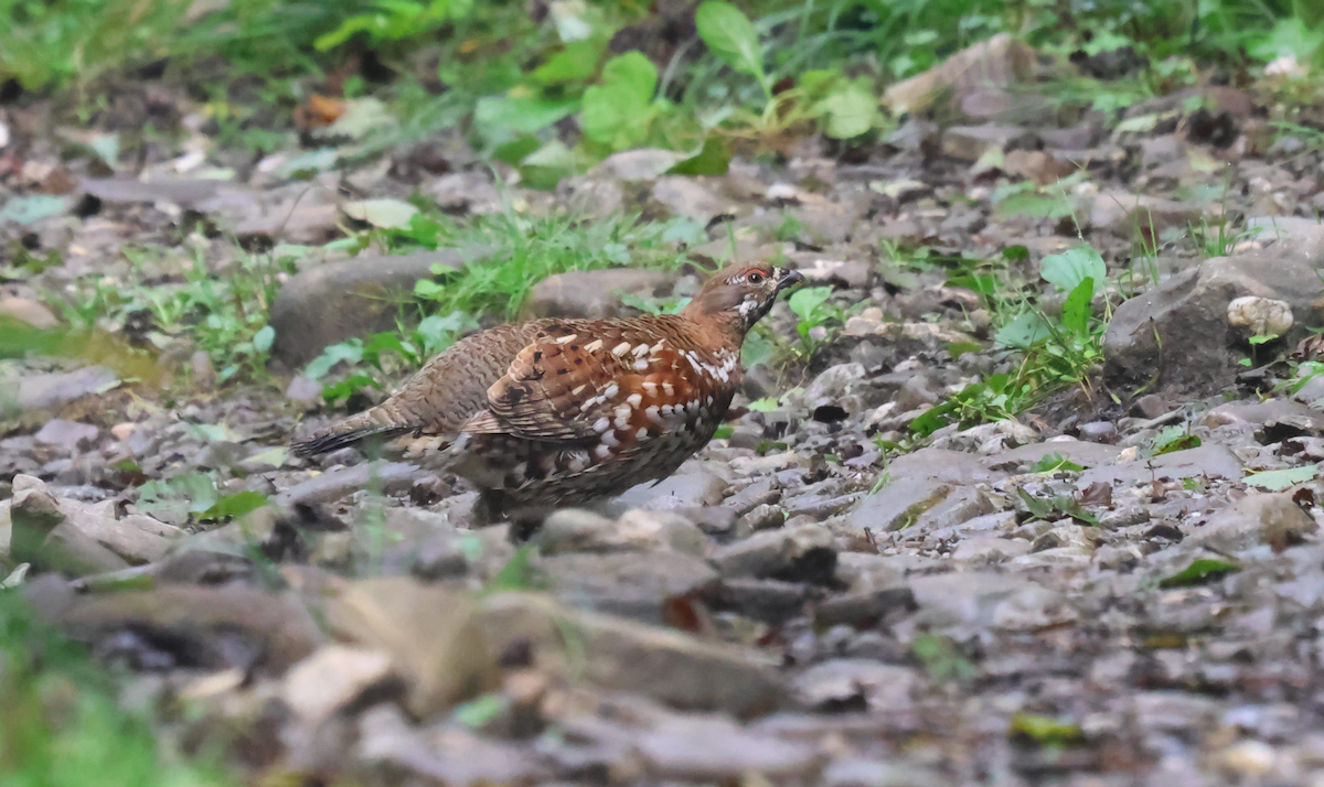 Hazel Grouse - ML623067556