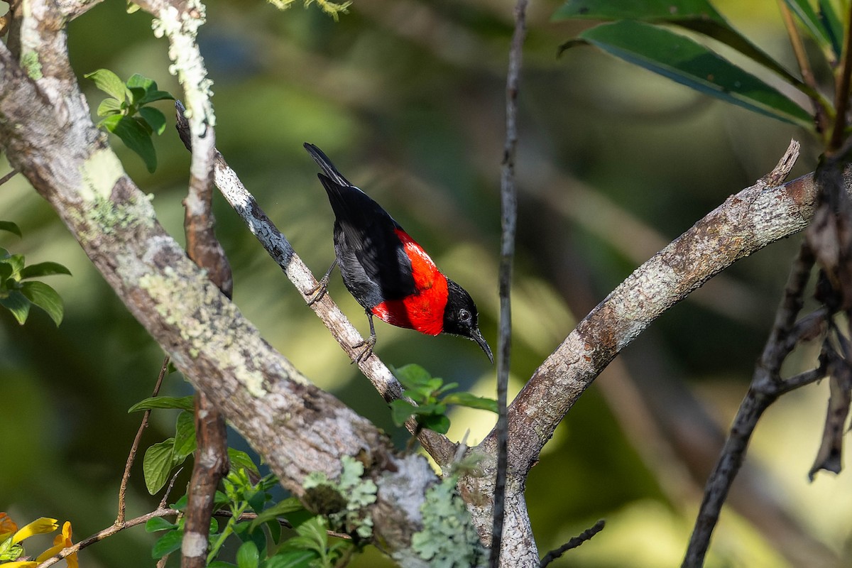 Red-collared Myzomela - ML623067664