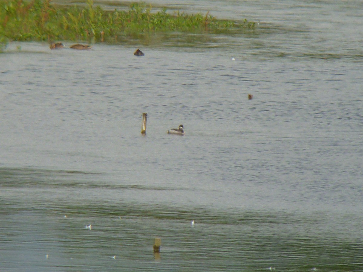 Eared Grebe - ML623067677