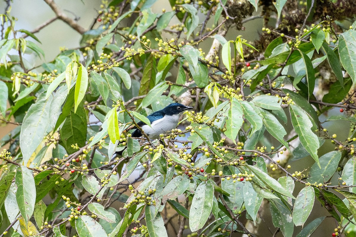 Fan-tailed Berrypecker - ML623067689