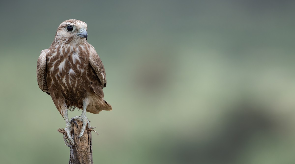Falco laggar - ML623067711