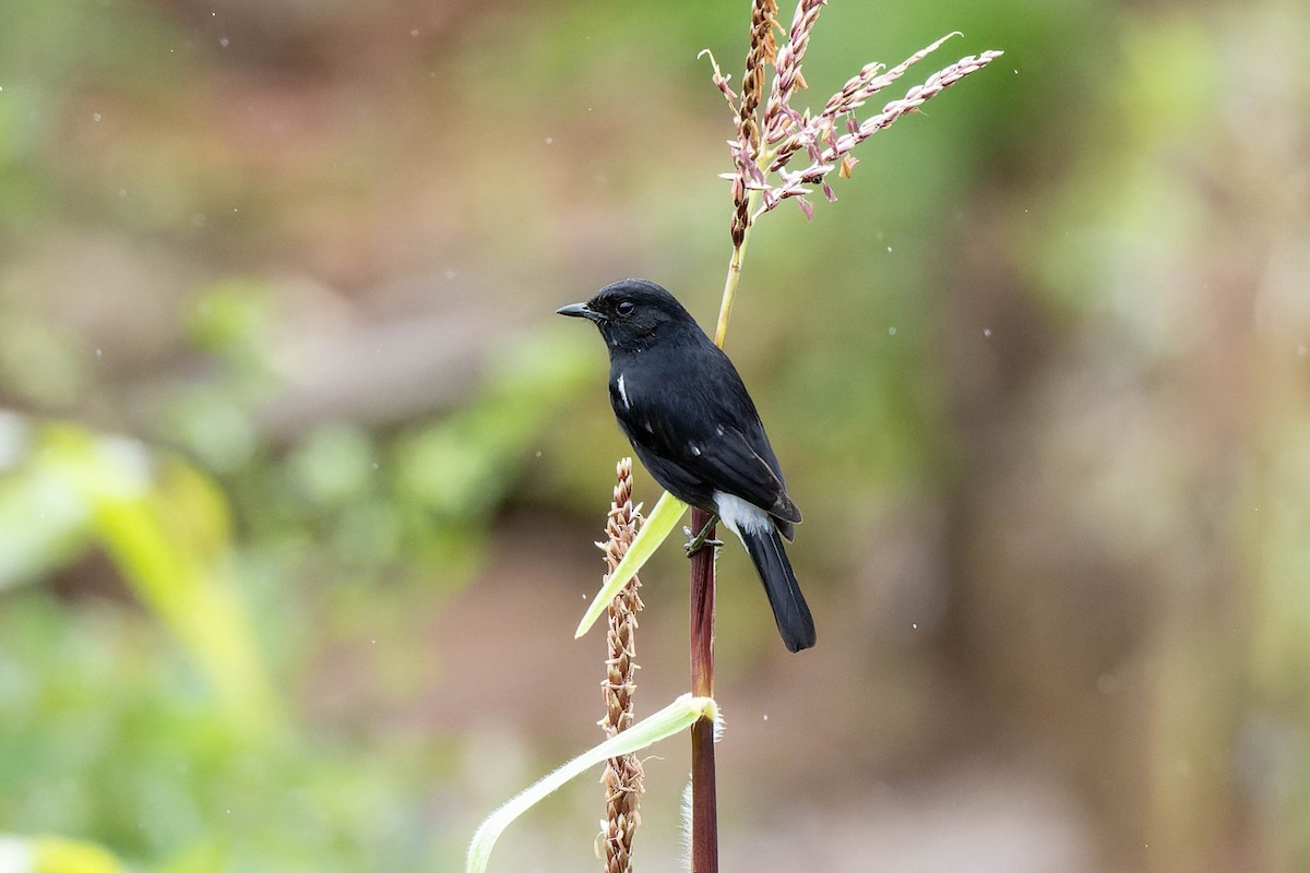 Pied Bushchat - ML623067736