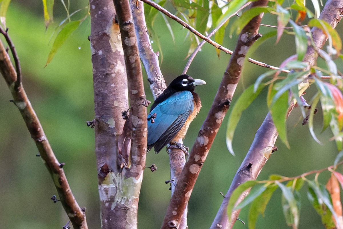 Blue Bird-of-Paradise - ML623067757