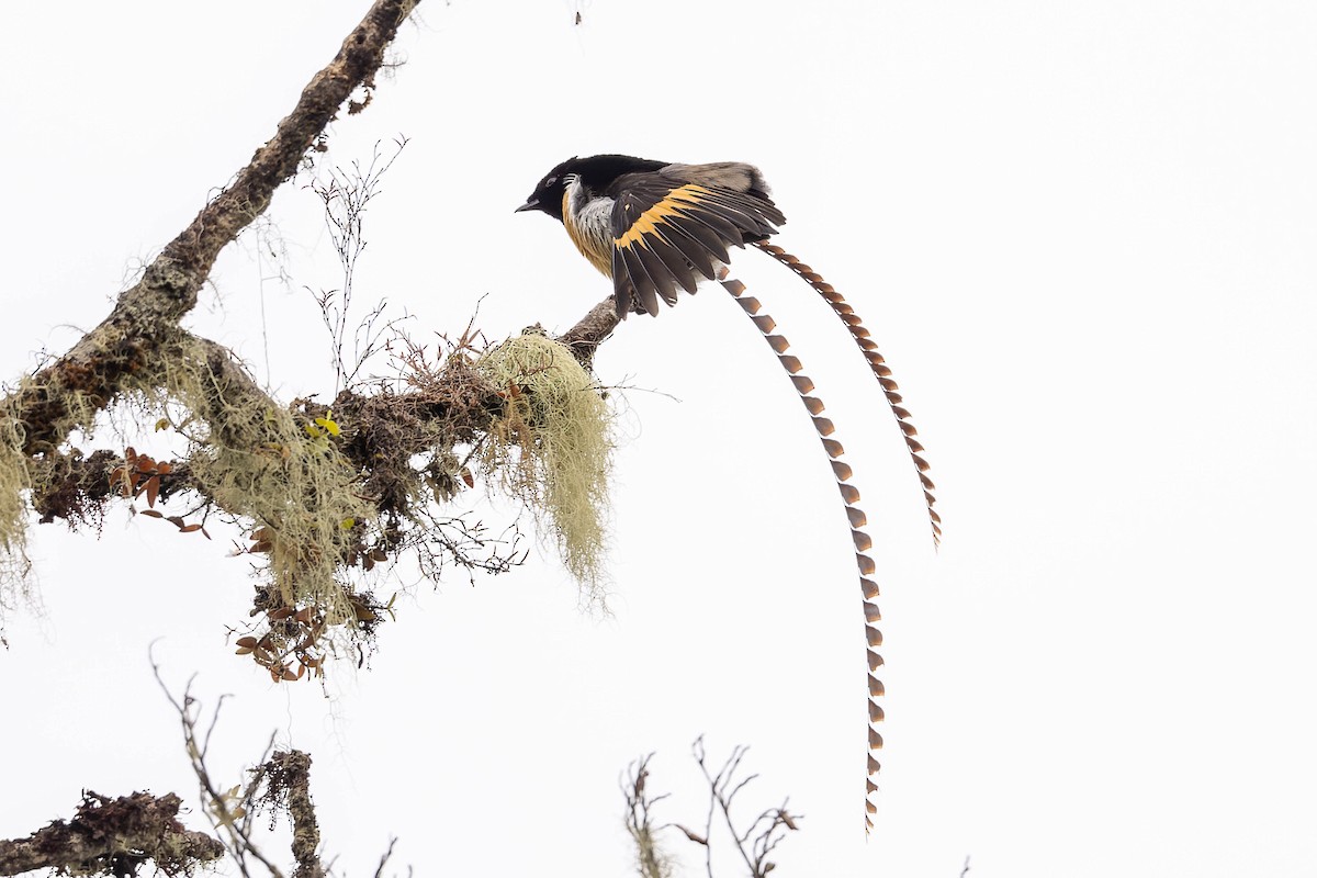 King-of-Saxony Bird-of-Paradise - ML623067770