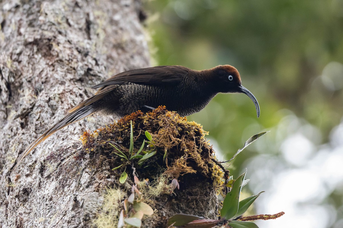 Brown Sicklebill - ML623067771