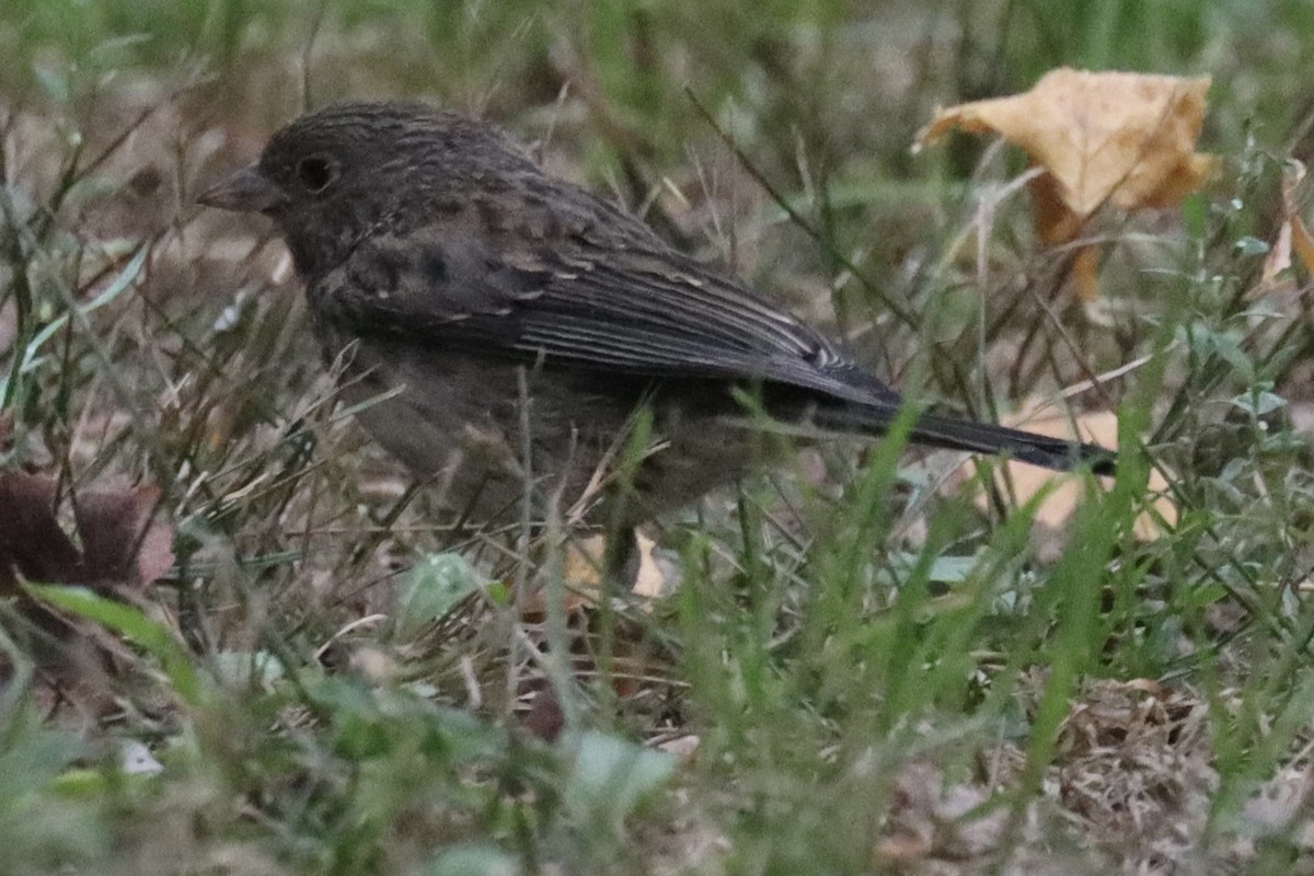 Junco ardoisé (hyemalis/carolinensis) - ML623067781