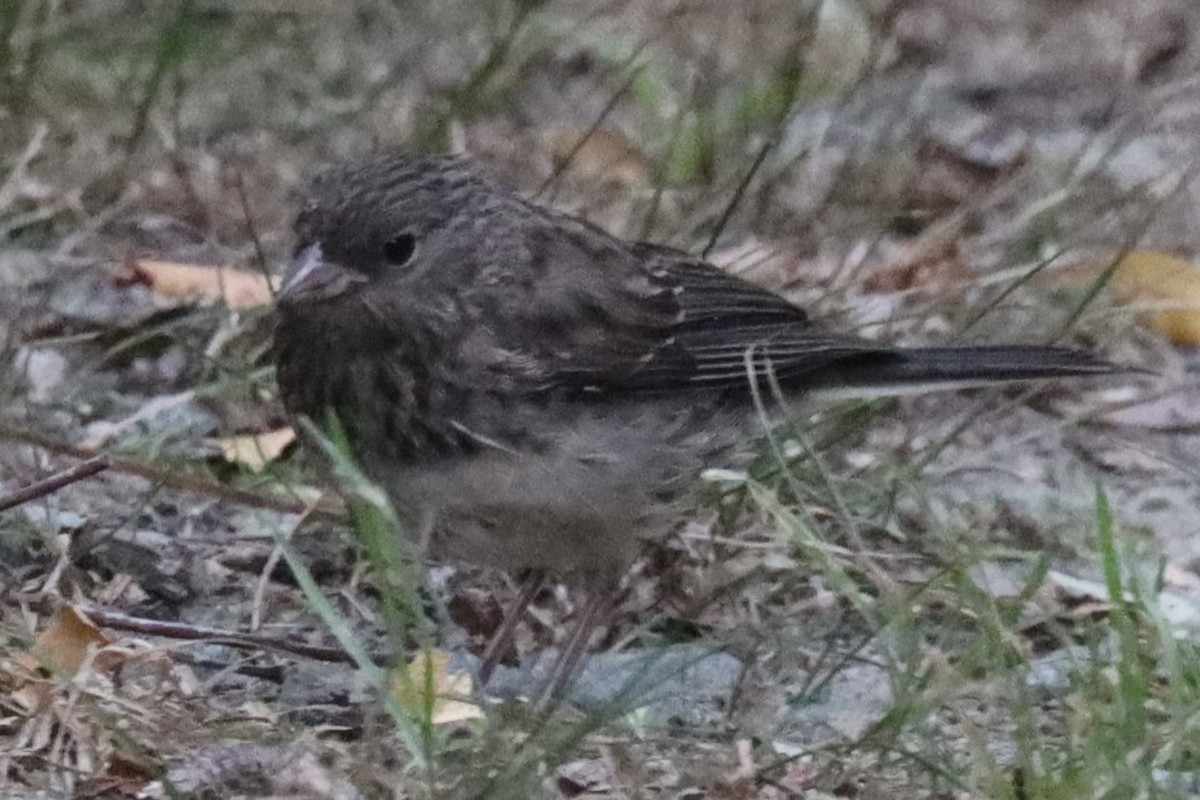 Junco ardoisé (hyemalis/carolinensis) - ML623067782