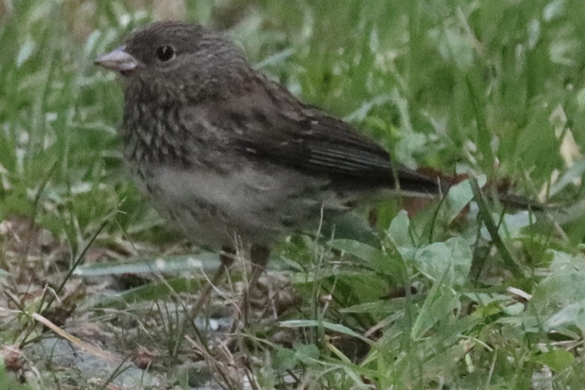 Dark-eyed Junco (Slate-colored) - ML623067783