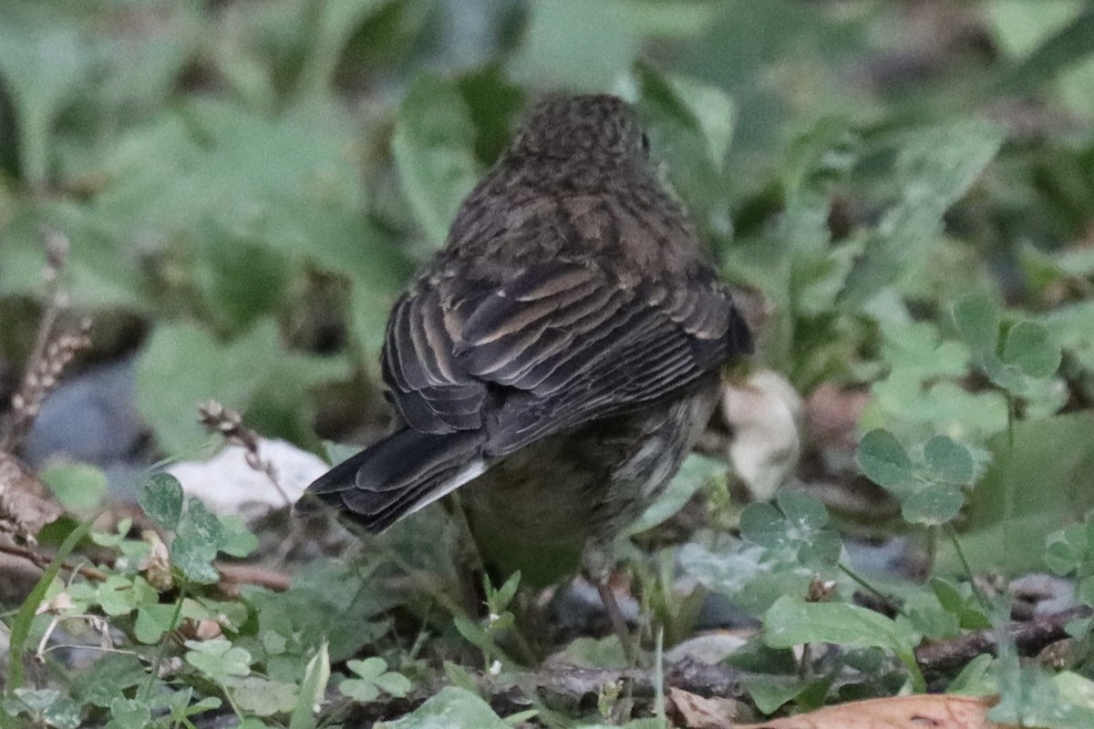 ユキヒメドリ（hyemalis／carolinensis） - ML623067784