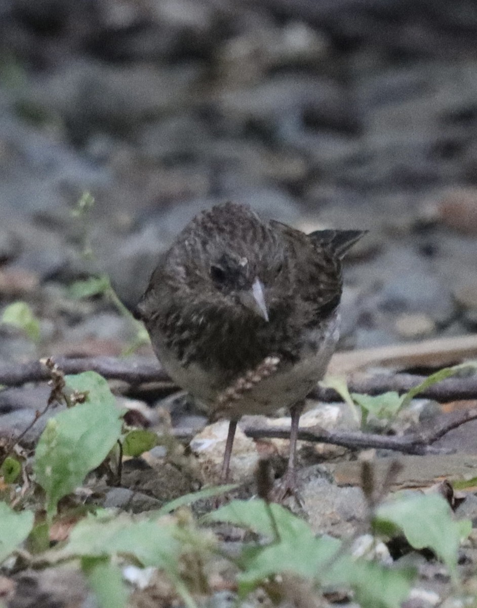 Dark-eyed Junco (Slate-colored) - ML623067785