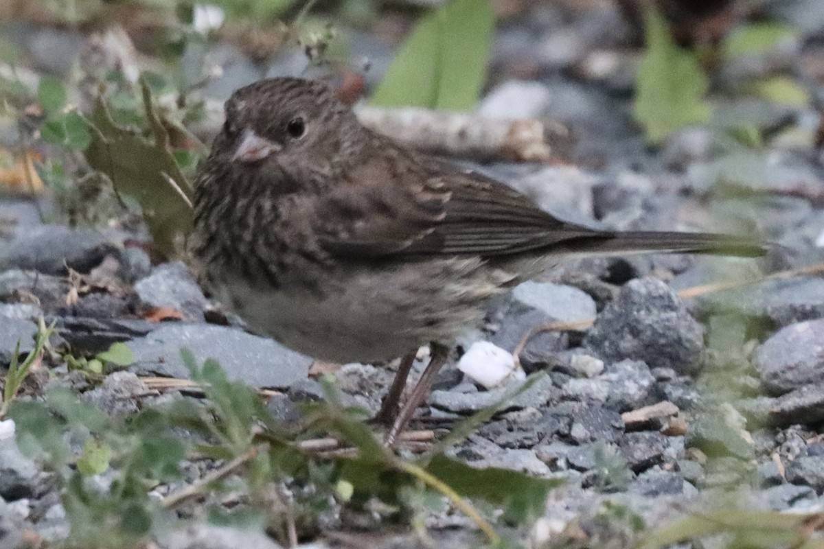 Dark-eyed Junco (Slate-colored) - ML623067786