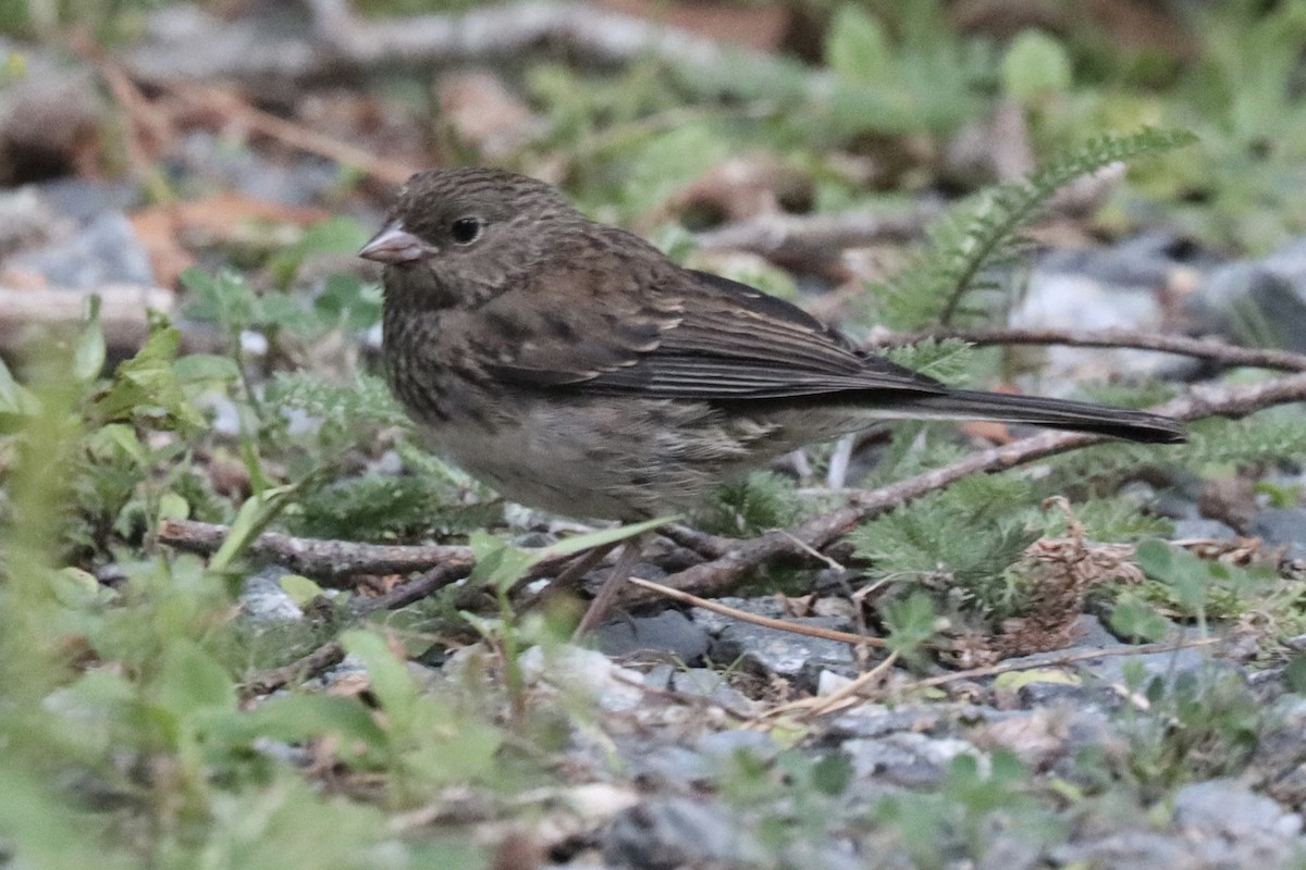 Dark-eyed Junco (Slate-colored) - ML623067787