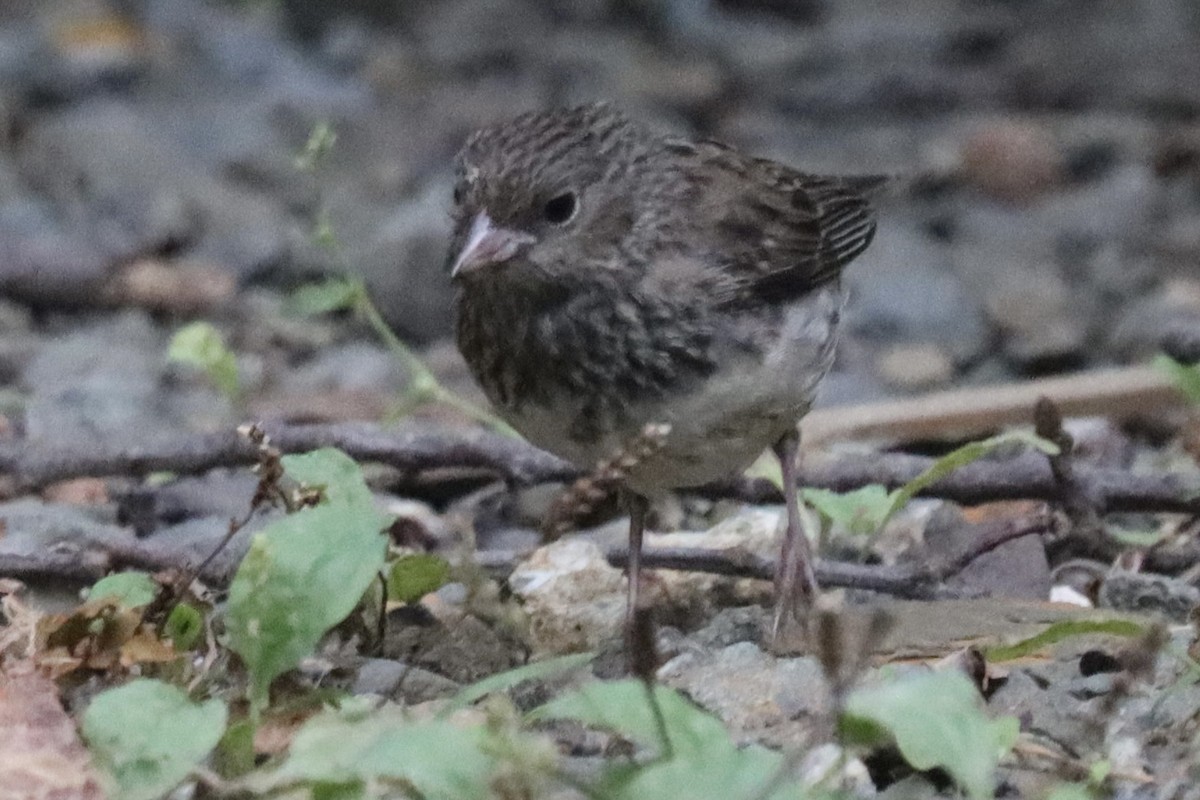 Junco ardoisé (hyemalis/carolinensis) - ML623067788