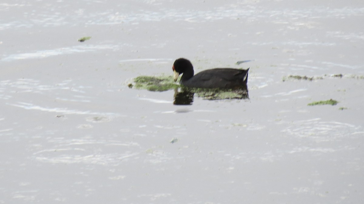 Hawaiian Coot (Red-shielded) - Jym Mooney