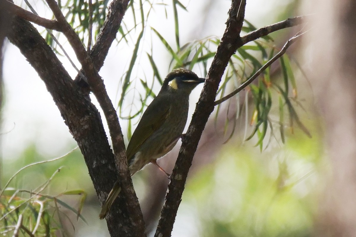 Lewin's Honeyeater - ML623067809