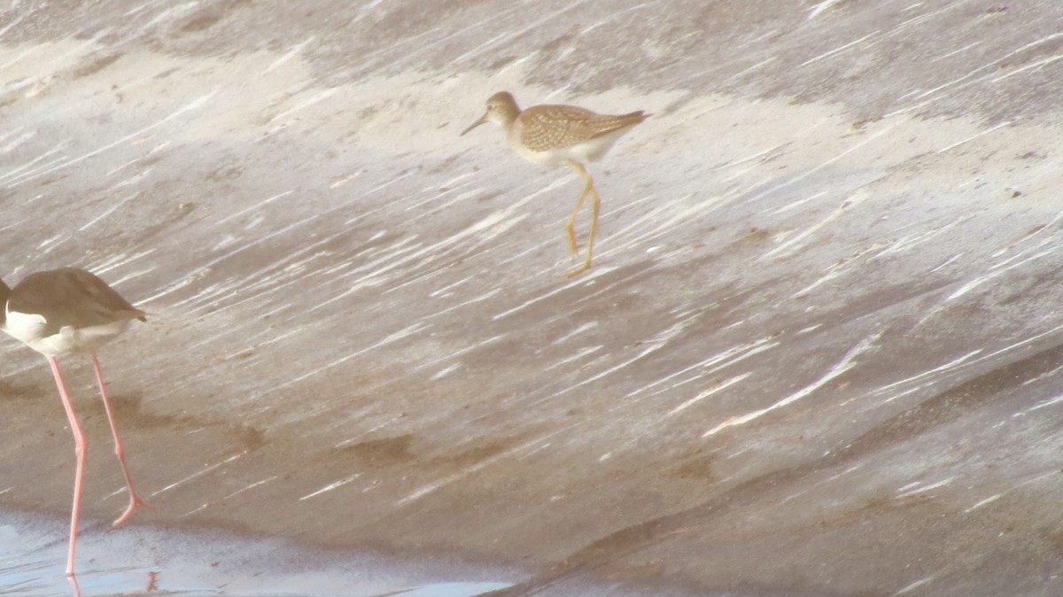 Lesser Yellowlegs - ML623067814