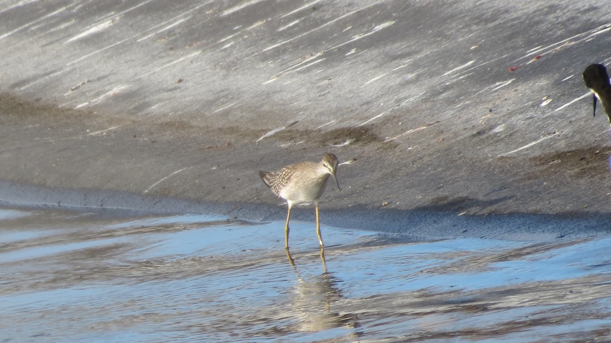 Lesser Yellowlegs - Jym Mooney