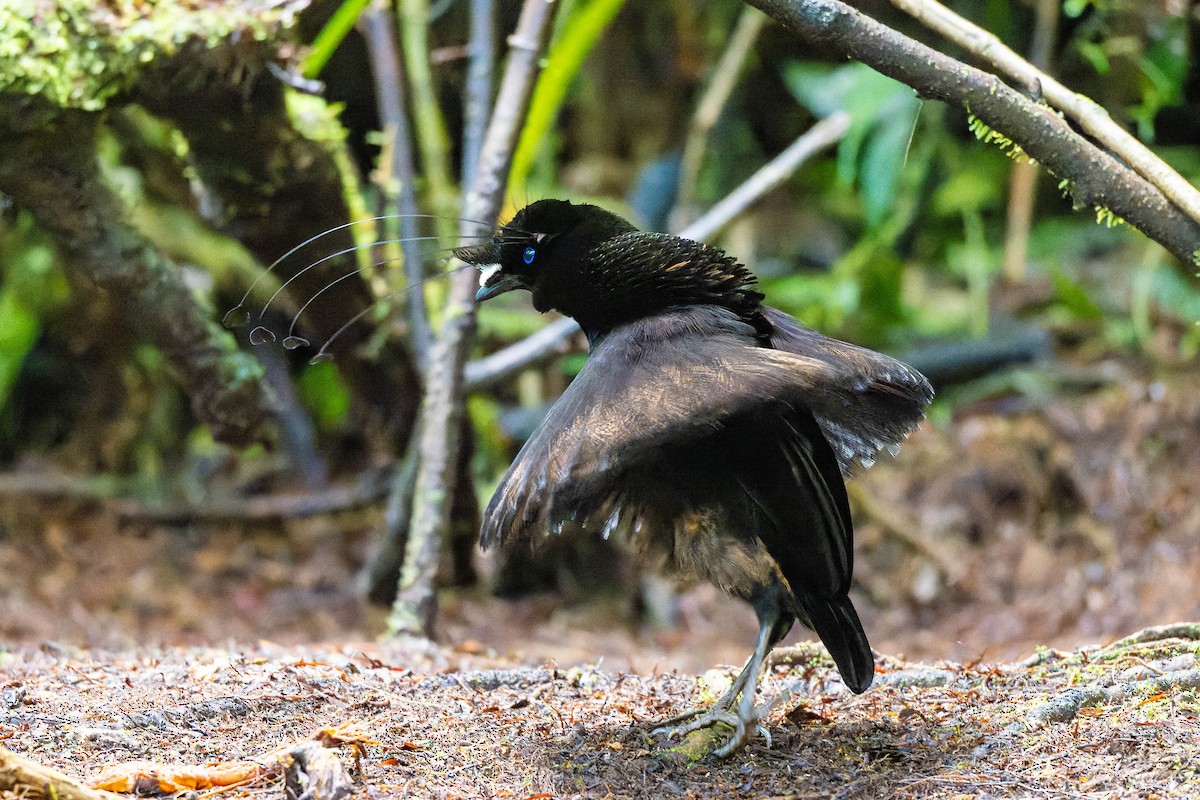 Lawes's Parotia - ML623067839