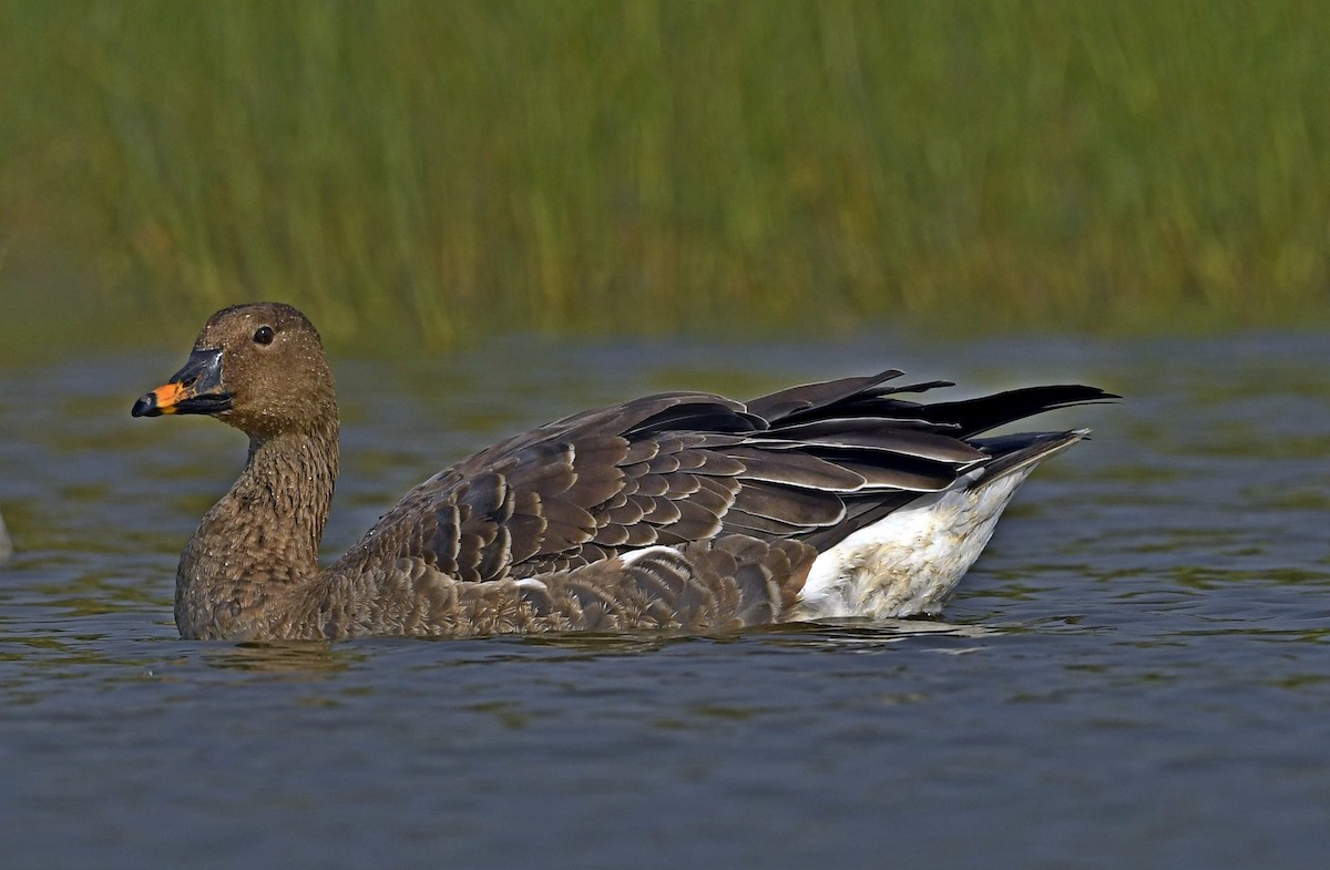 Taiga Bean-Goose - ML623067845