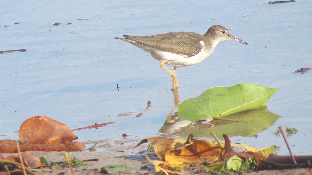 Spotted Sandpiper - ML623067858