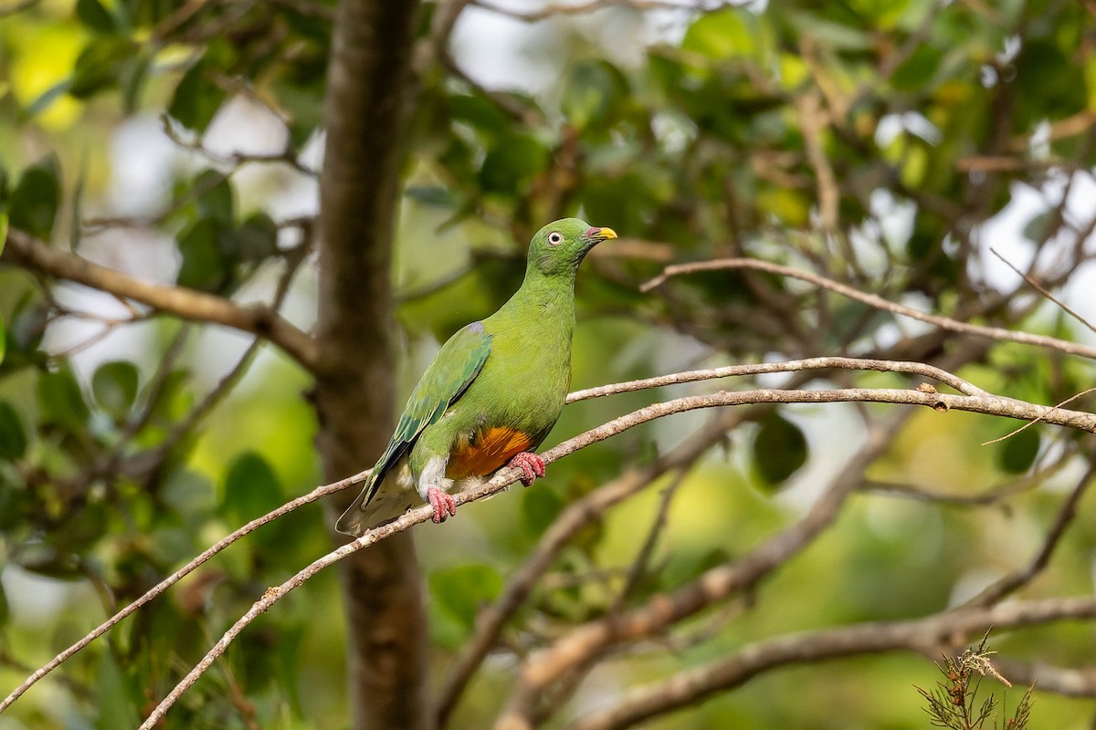 Orange-bellied Fruit-Dove - ML623067874