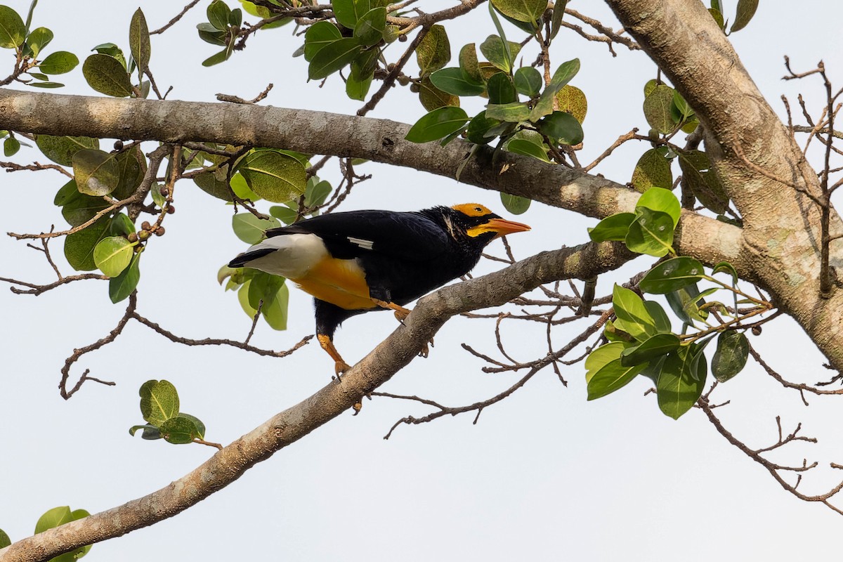 Yellow-faced Myna - ML623067923