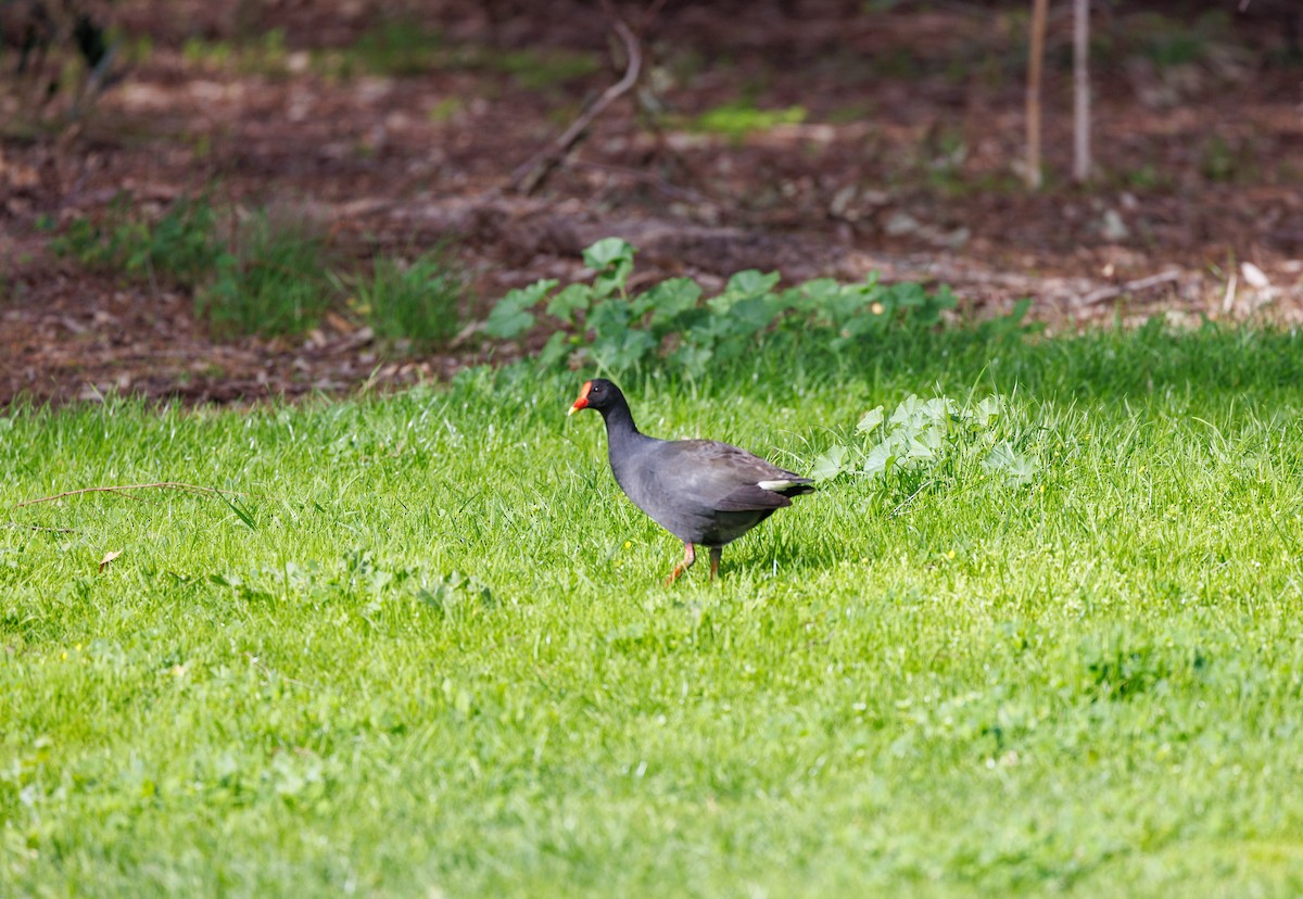 Dusky Moorhen - ML623067928