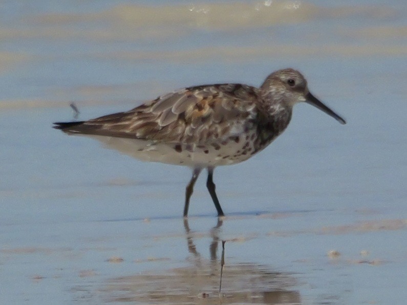 Great Knot - Roger Horn