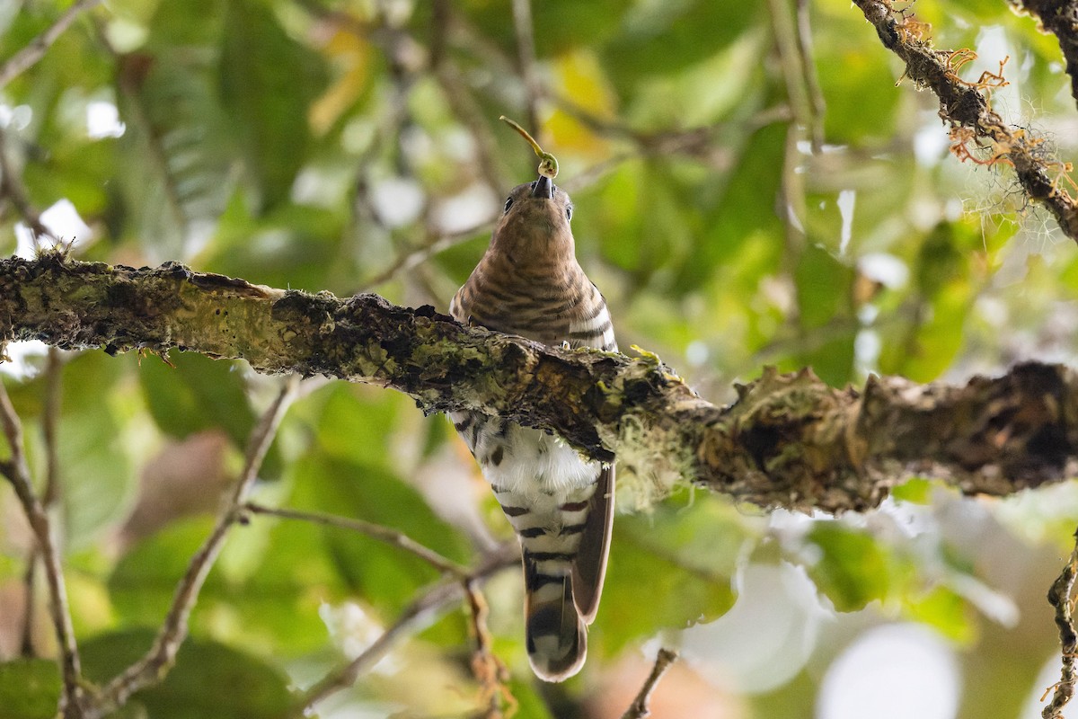 Rufous-throated Bronze-Cuckoo - ML623067962