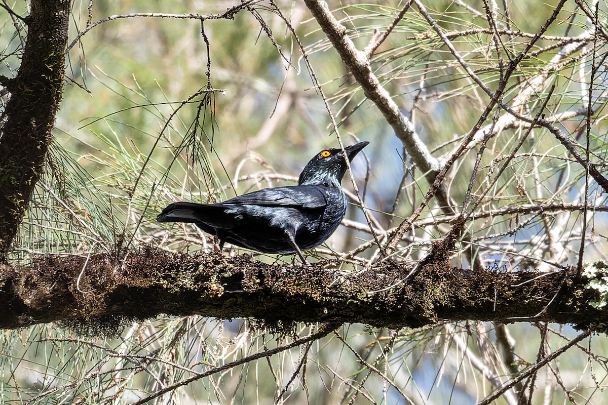 Singing Starling - ML623067975