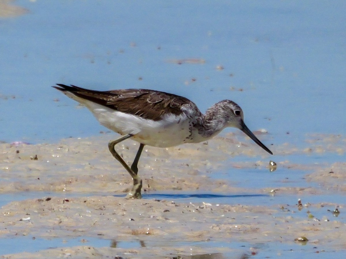 Common Greenshank - ML623068027