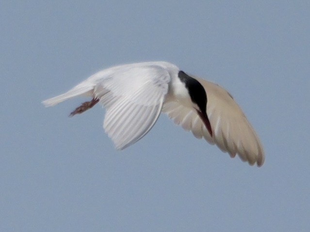 Whiskered Tern - ML623068057