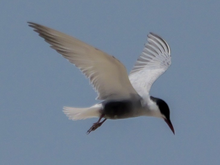 Whiskered Tern - ML623068058