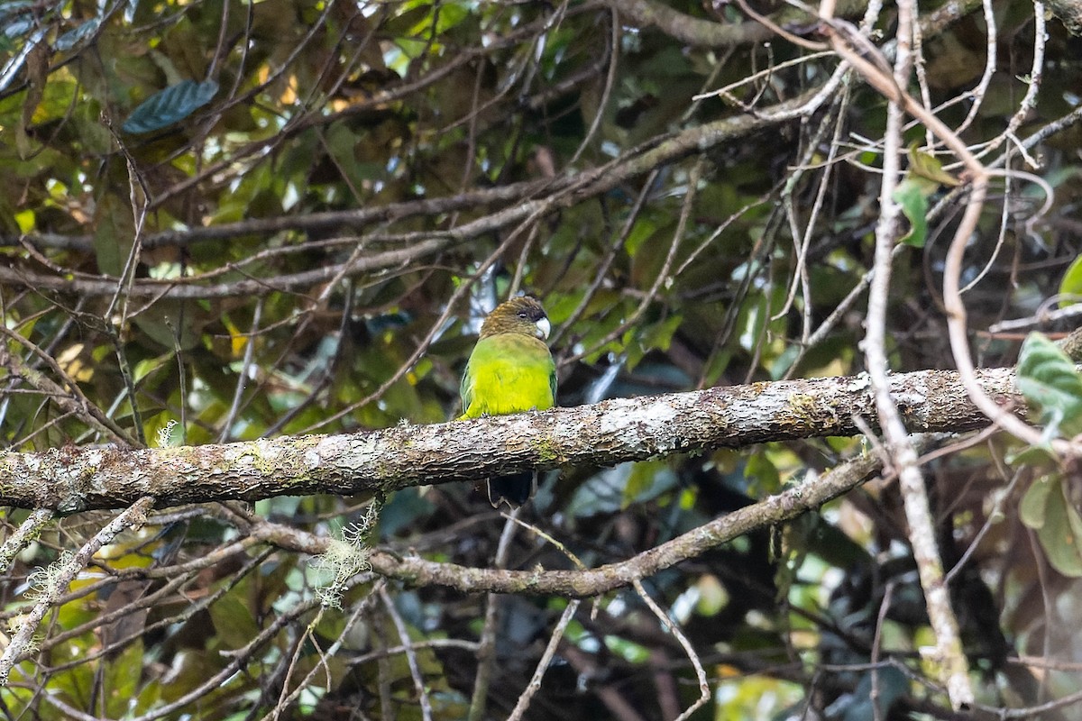 Modest Tiger-Parrot - ML623068059