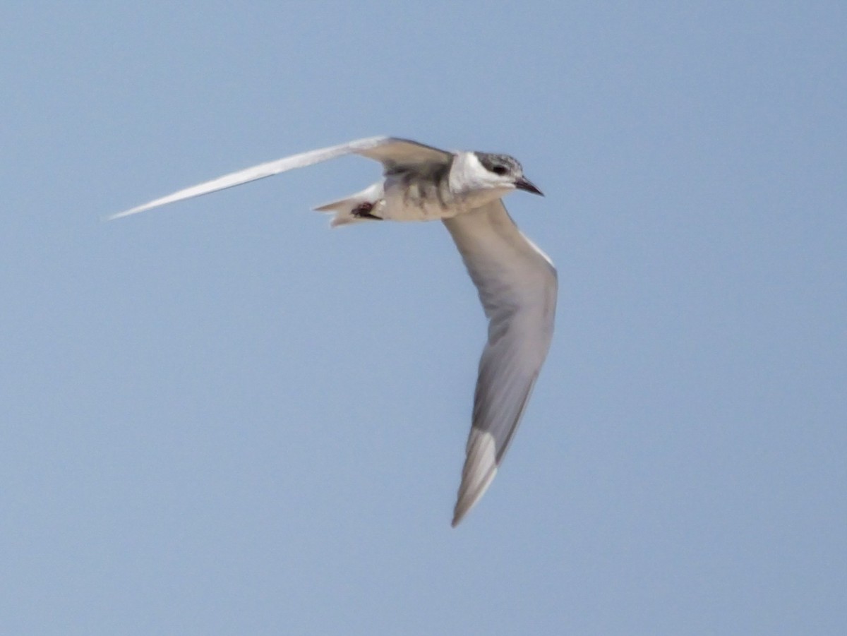 Whiskered Tern - ML623068074