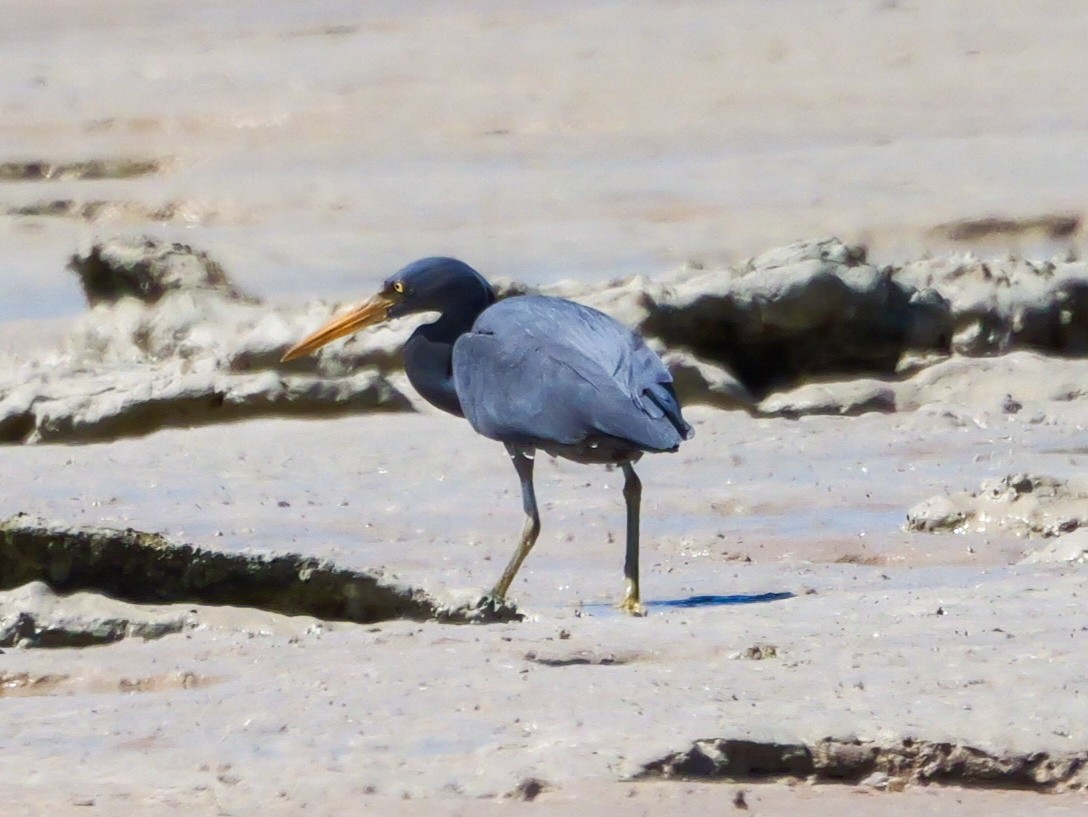 Pacific Reef-Heron - ML623068079