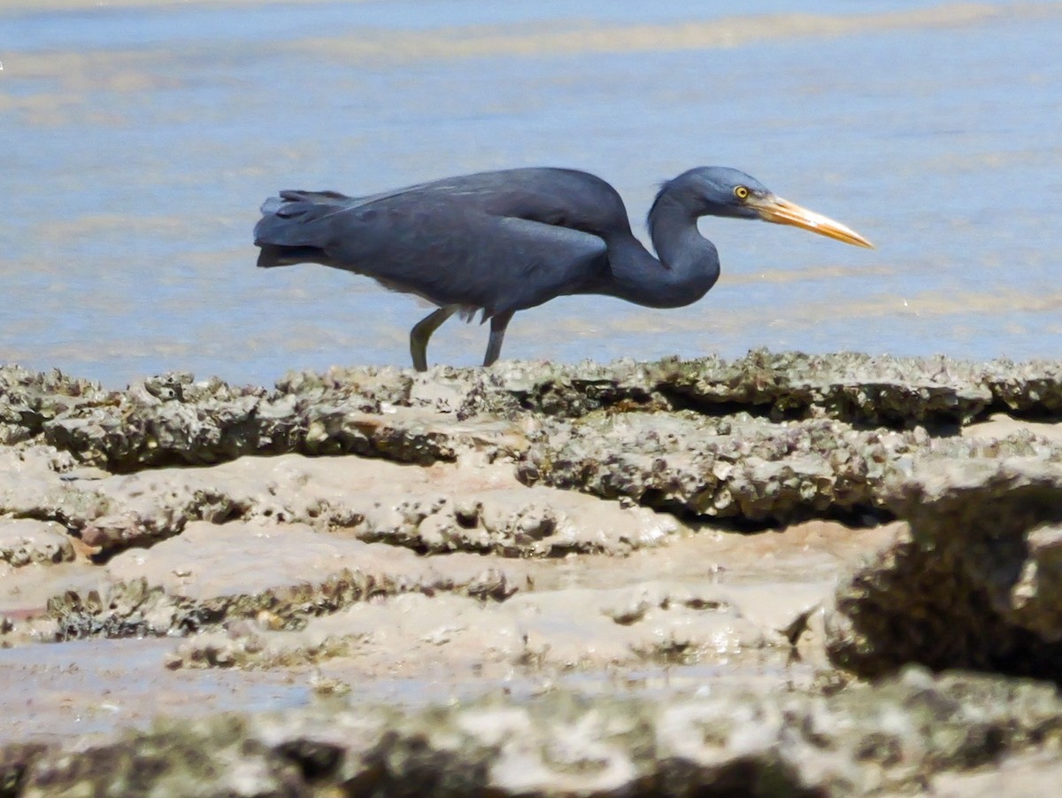 Pacific Reef-Heron - Roger Horn