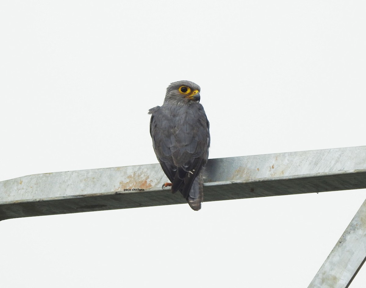 Gray Kestrel - Paco Chiclana