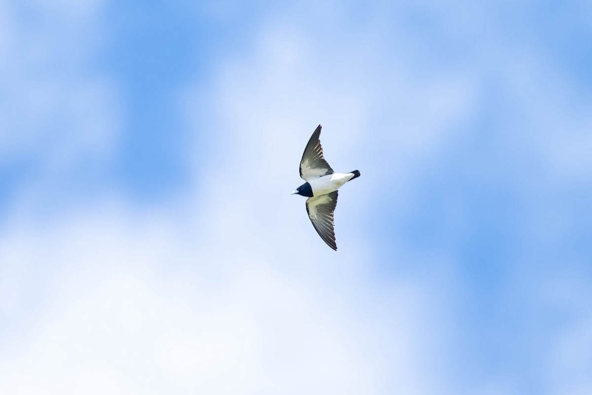 Great Woodswallow - ML623068103
