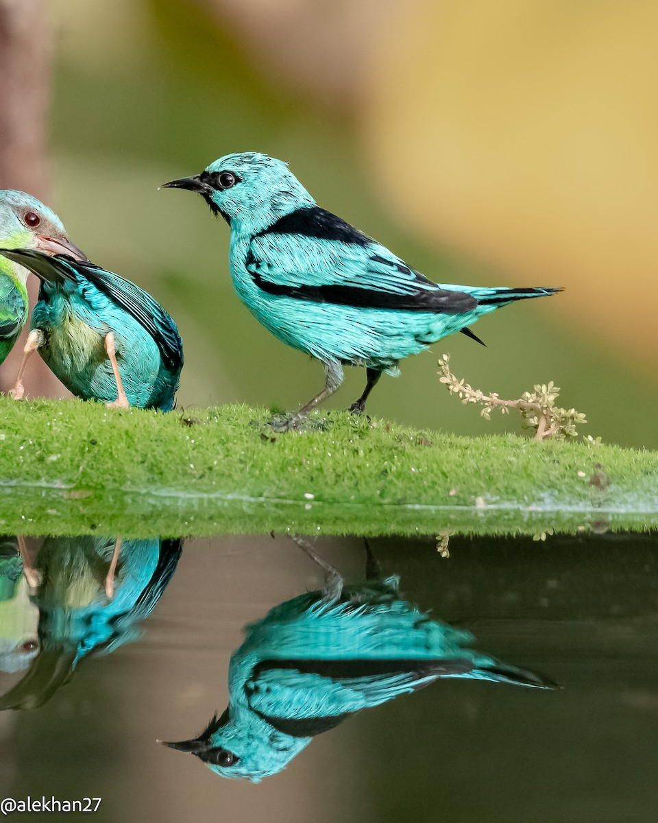 Black-legged Dacnis - ML623068133