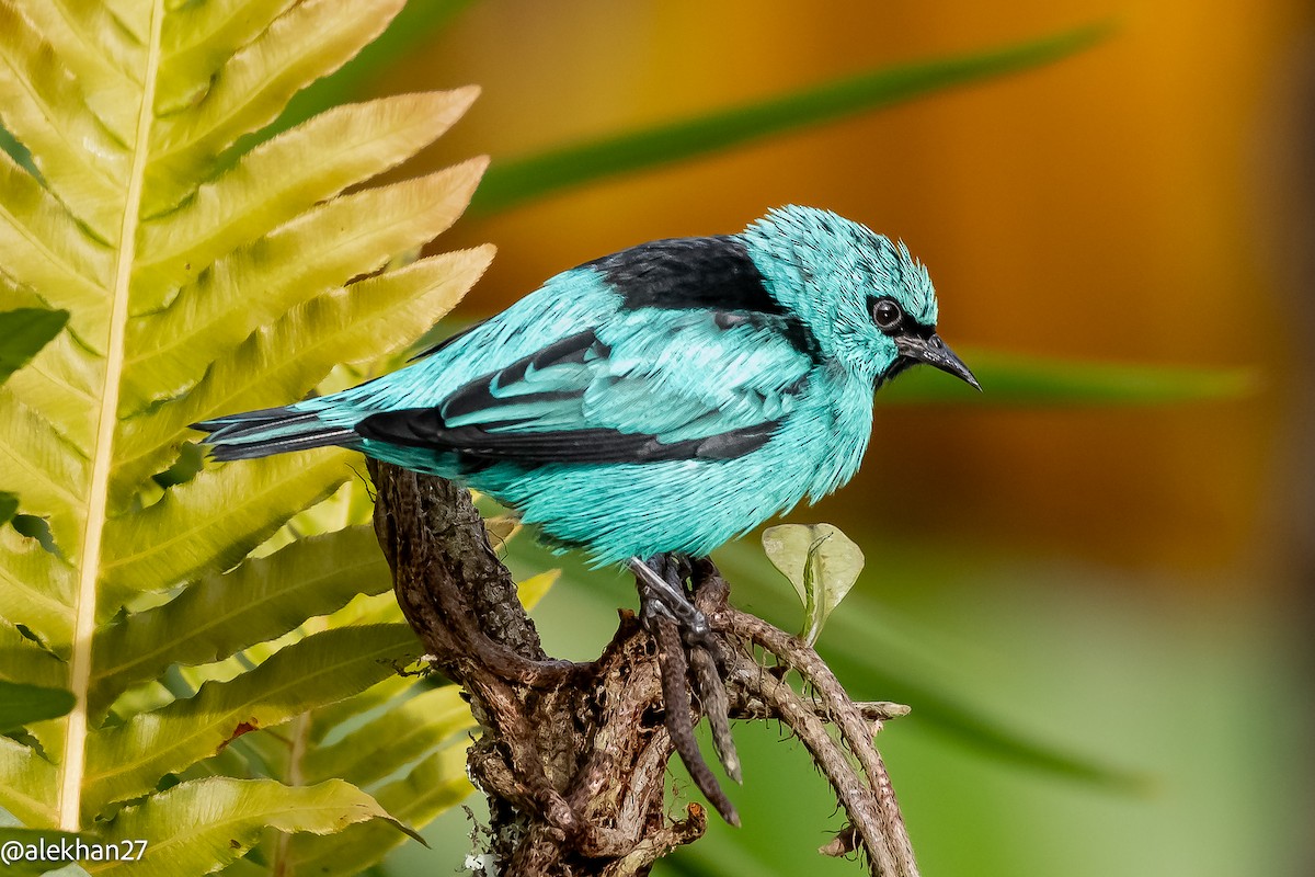 Black-legged Dacnis - ML623068134