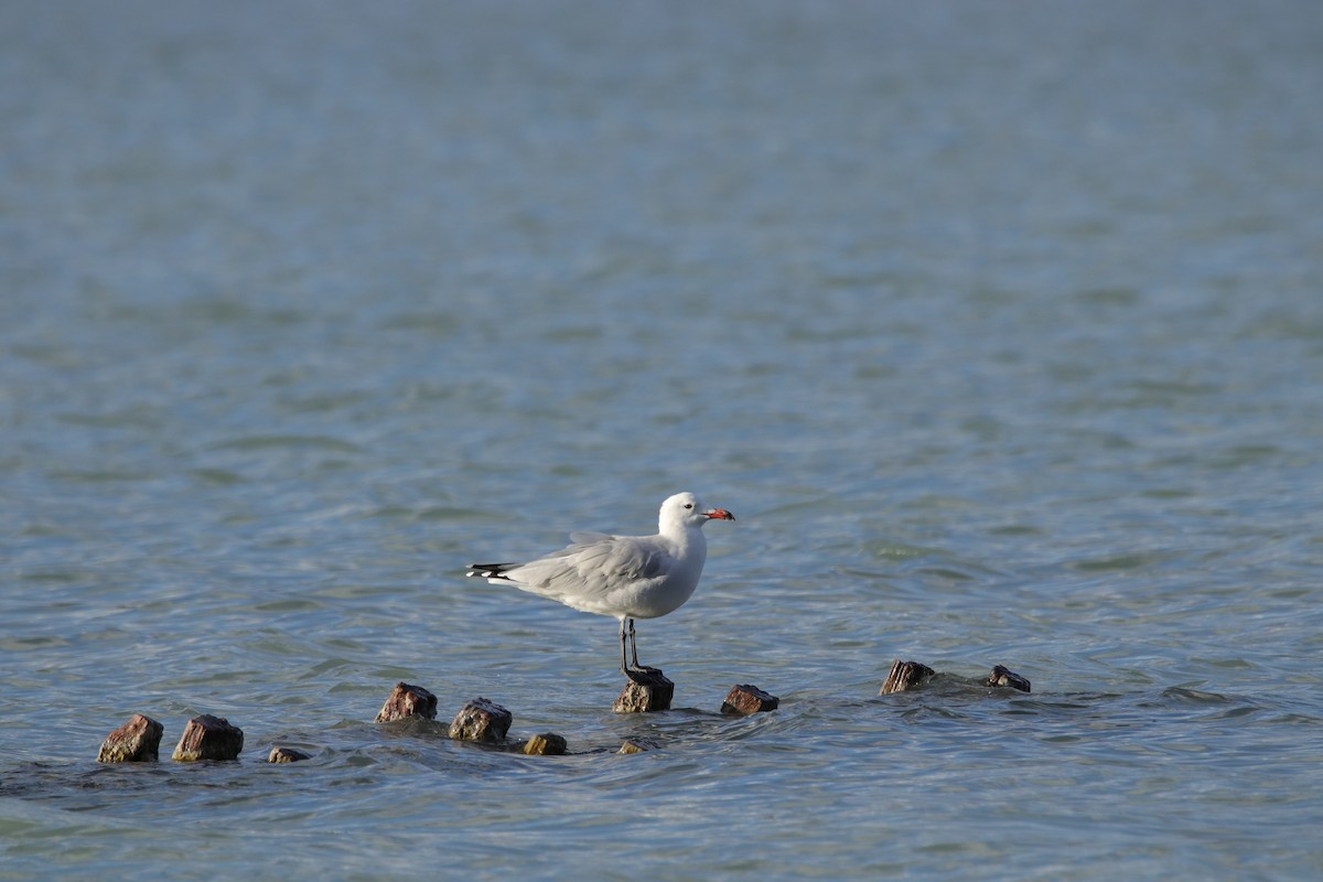 Audouin's Gull - ML623068153