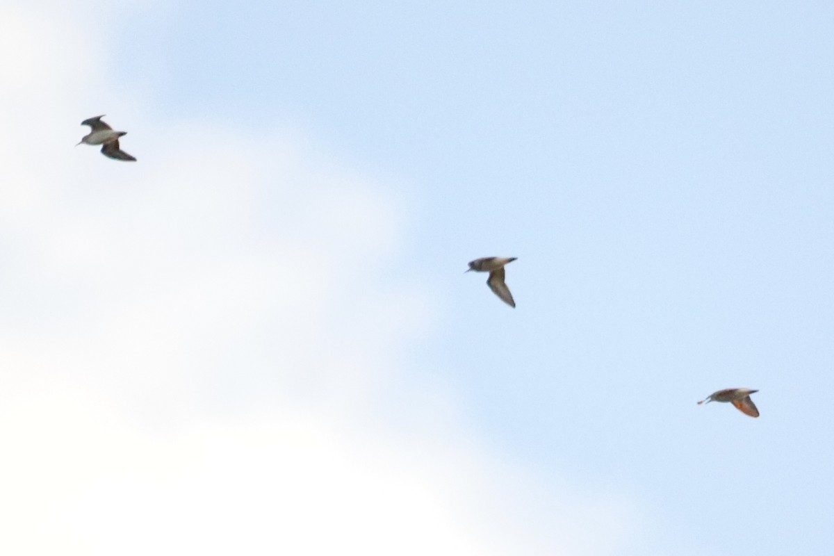 Spotted Sandpiper - ML623068209