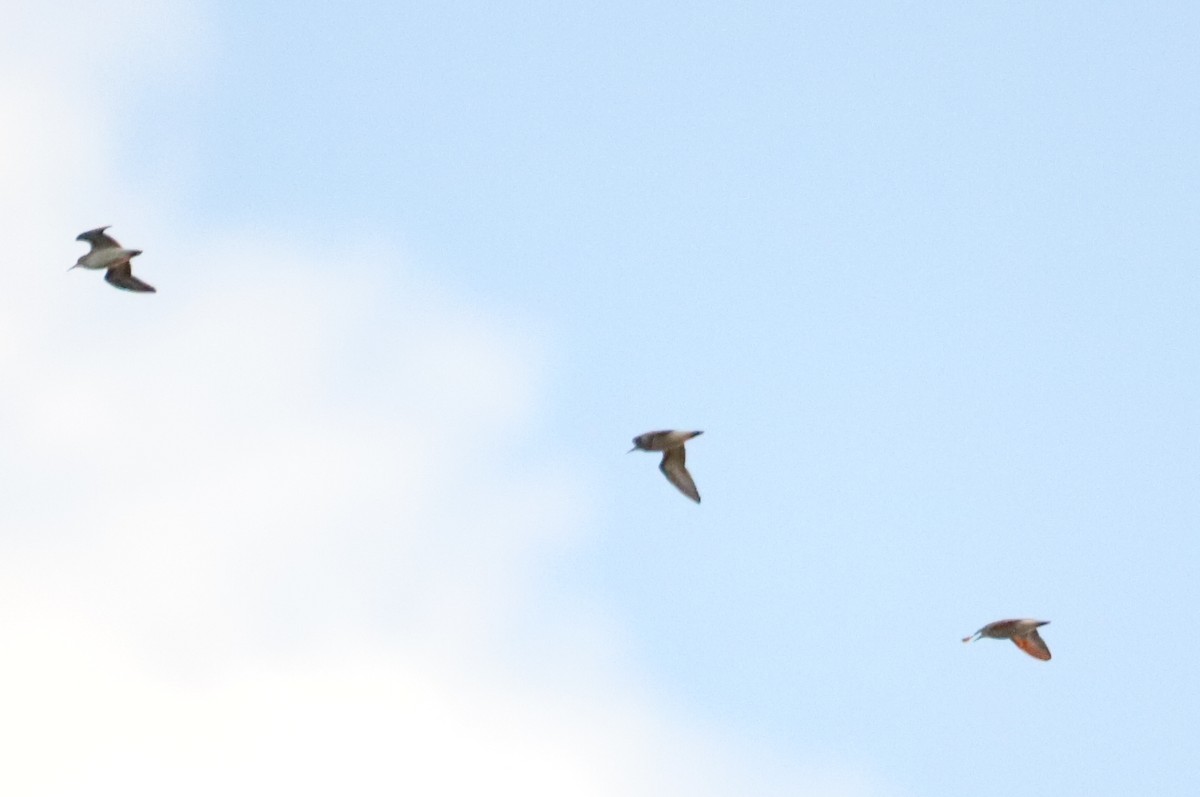 Spotted Sandpiper - ML623068210