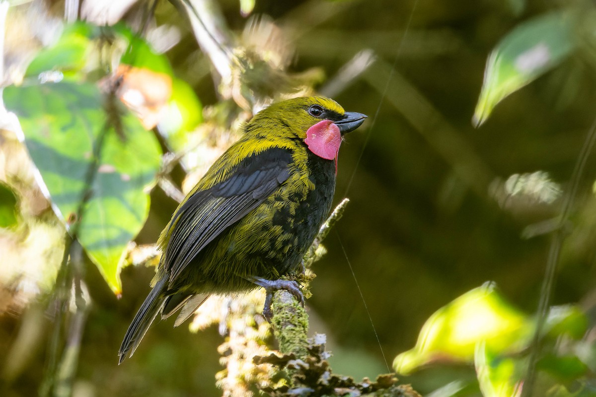 Wattled Ploughbill - ML623068220