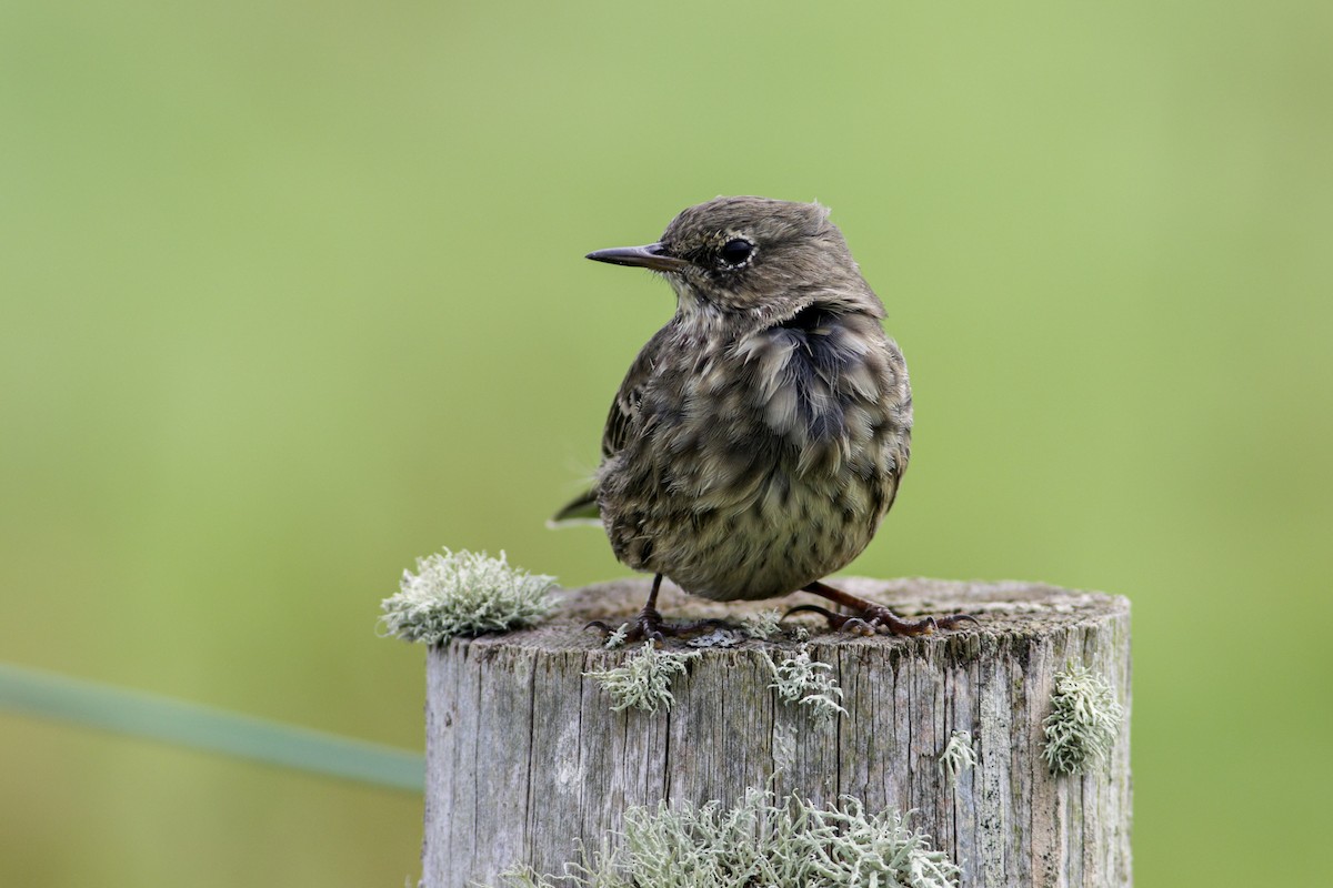 Rock Pipit - ML623068268