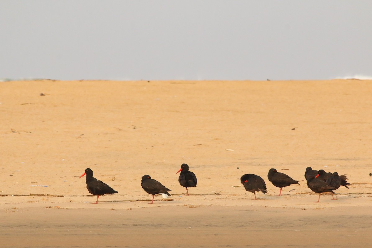 African Oystercatcher - ML623068310