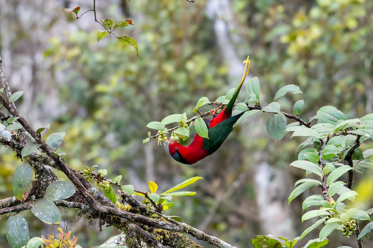 Stella's Lorikeet - ML623068322