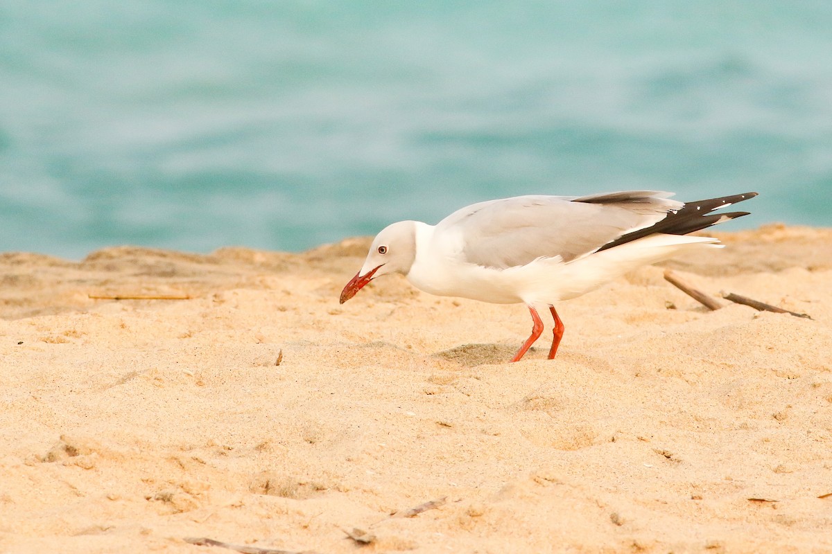 Gray-hooded Gull - ML623068323